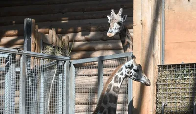 В американском зоопарке родился жираф без пятен