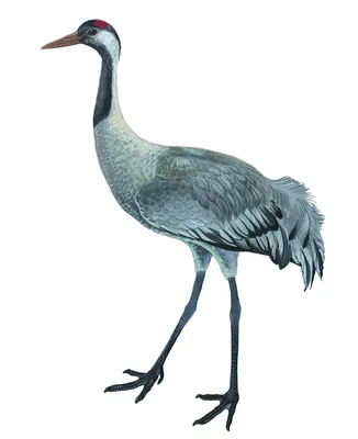 Журавль серый (Grus grus, Grus communis)