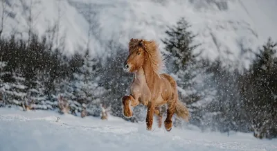 Сказочная зима». Фотоотчет (10 фото). Воспитателям детских садов, школьным  учителям и педагогам - Маам.ру