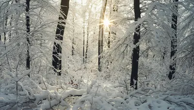 День зимнего солнцестояния - Праздник