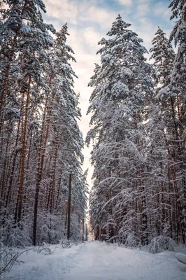 Пеший фототур «Зимняя сказка Таганая»