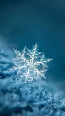 Wallpaper Winter, Water, Water Resources, Plant, Snow, Background -  Download Free Image