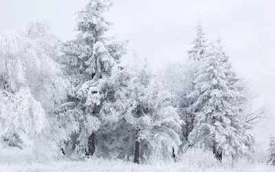 Прекрасный белый зимний пейзаж - обои на телефон