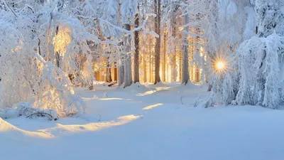 Зимний Лес | Вэкодом