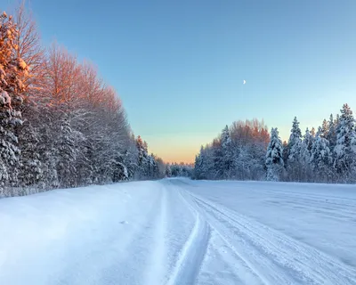 Зимний лес, высокое разрешение, …» — создано в Шедевруме