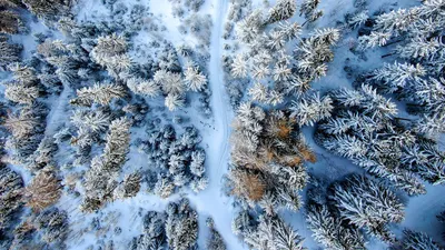 Зимний лес мобильный телефон обои изображение_Фото номер 400895946_JPG  Формат изображения_ru.lovepik.com