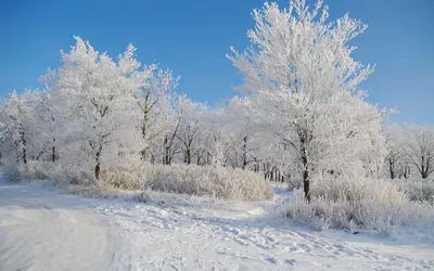 Живые обои Темный зимний лес / скачать на рабочий стол