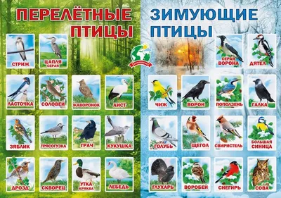 Зимующие птицы» в детской библиотеке № 236 – события на сайте «Московские  Сезоны»