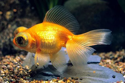 Goldfish The Tale of the Fisherman and the Fish Золотая рыбка Pet Shop,  fish, animals, service, orange png | PNGWing