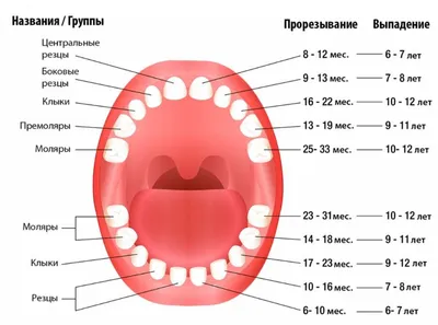 Зуб мудрости | Все о восьмерке