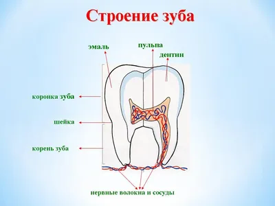 Раскол зуба и одномоментная имплантация